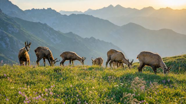 Griffon vultures gliding along a limestone cliff above a green valley in the French Pyrenees on a bright morning